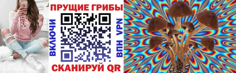Псилоцибиновые грибы Cubensis  Купить где  Нестеров 